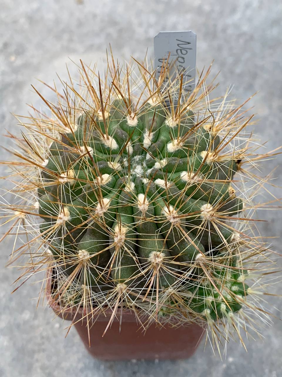 Neochilenia chilensis var albissima