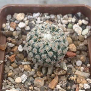 Turbinicarpus valdezianus
