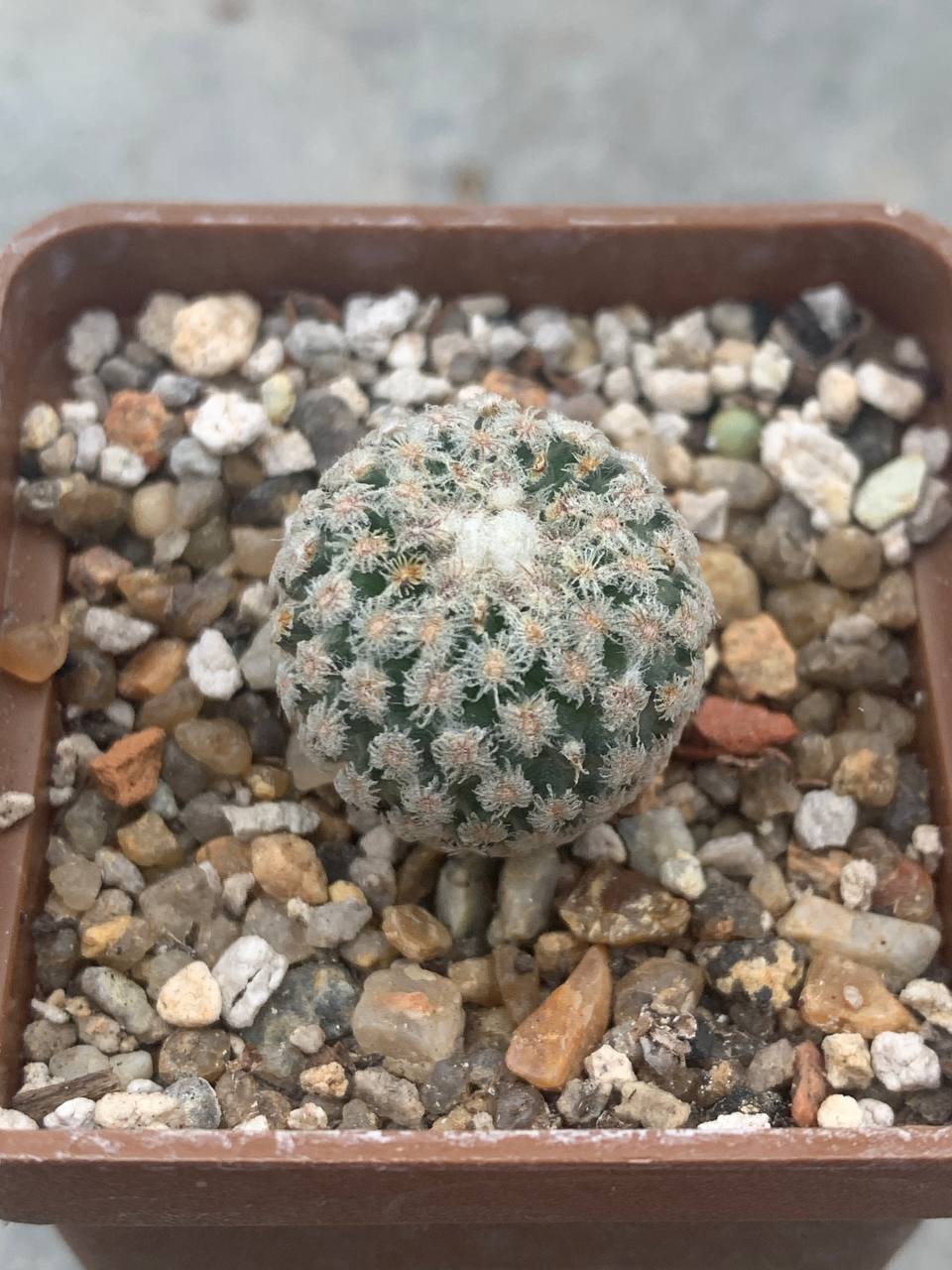 Turbinicarpus valdezianus