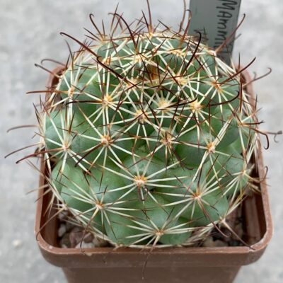 Mammillaria schumannii var. globosa
