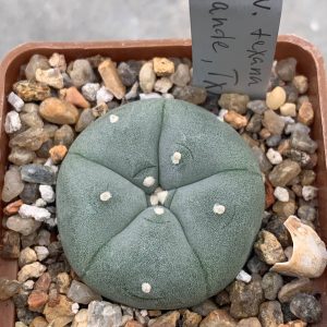 Lophophora williamsii var texana (Rio Grande)