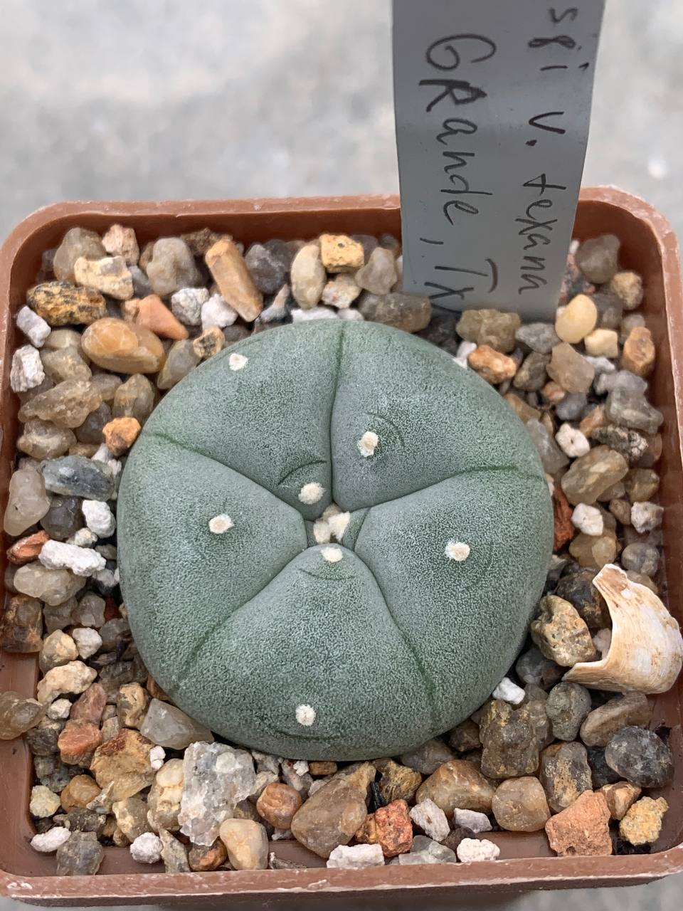 Lophophora williamsii var texana (Rio Grande)