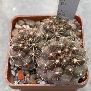 Copiapoa maritima KK 1449