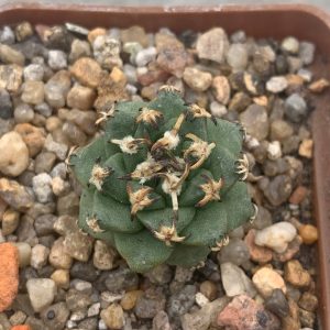 Turbinicarpus alonsoi