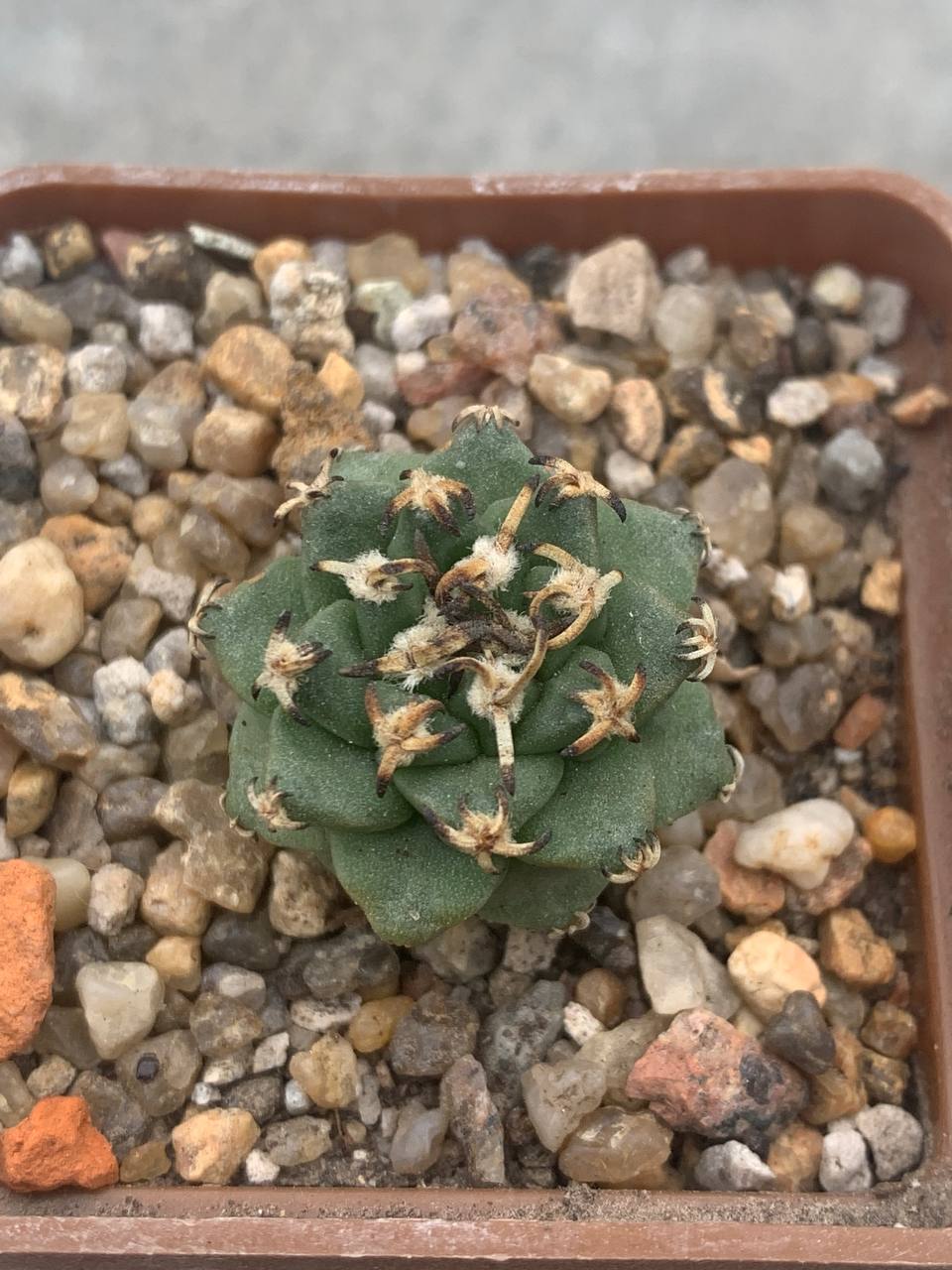 Turbinicarpus alonsoi