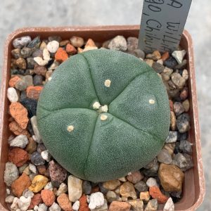 Lophophora williamsii (Camargo, Chihuahua)