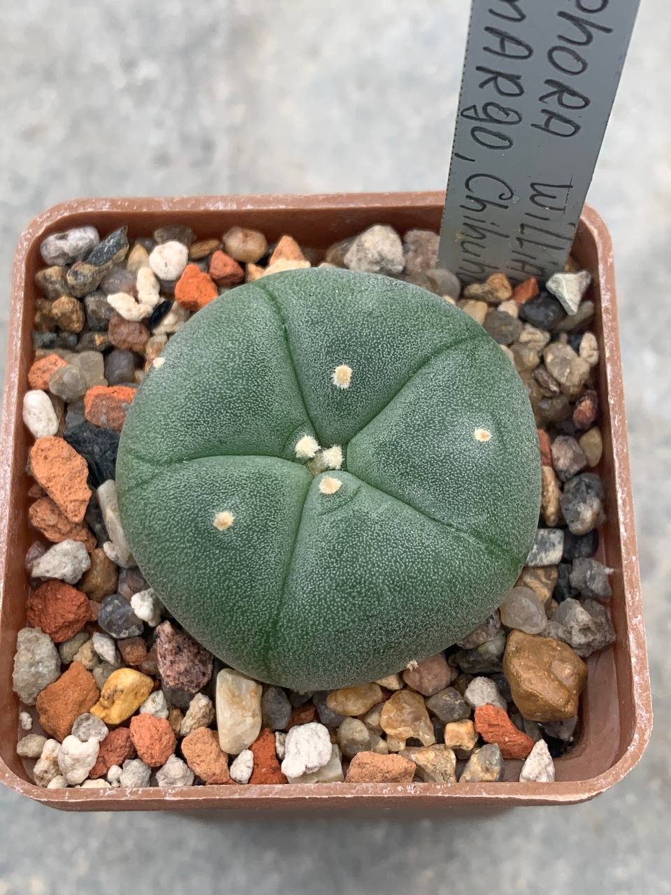 Lophophora williamsii (Camargo, Chihuahua)