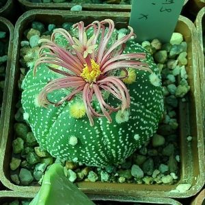 Astrophytum asterias ‘shiowa’ x Pavlica Rose flower