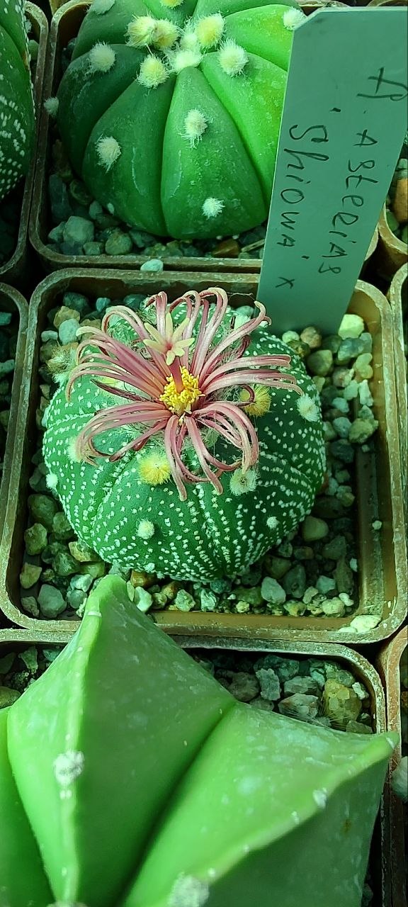 Astrophytum asterias ‘shiowa’ x Pavlica Rose flower