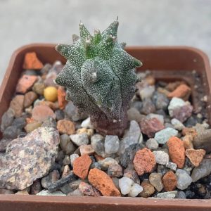 Astrophytum myriostigma *Kikko*