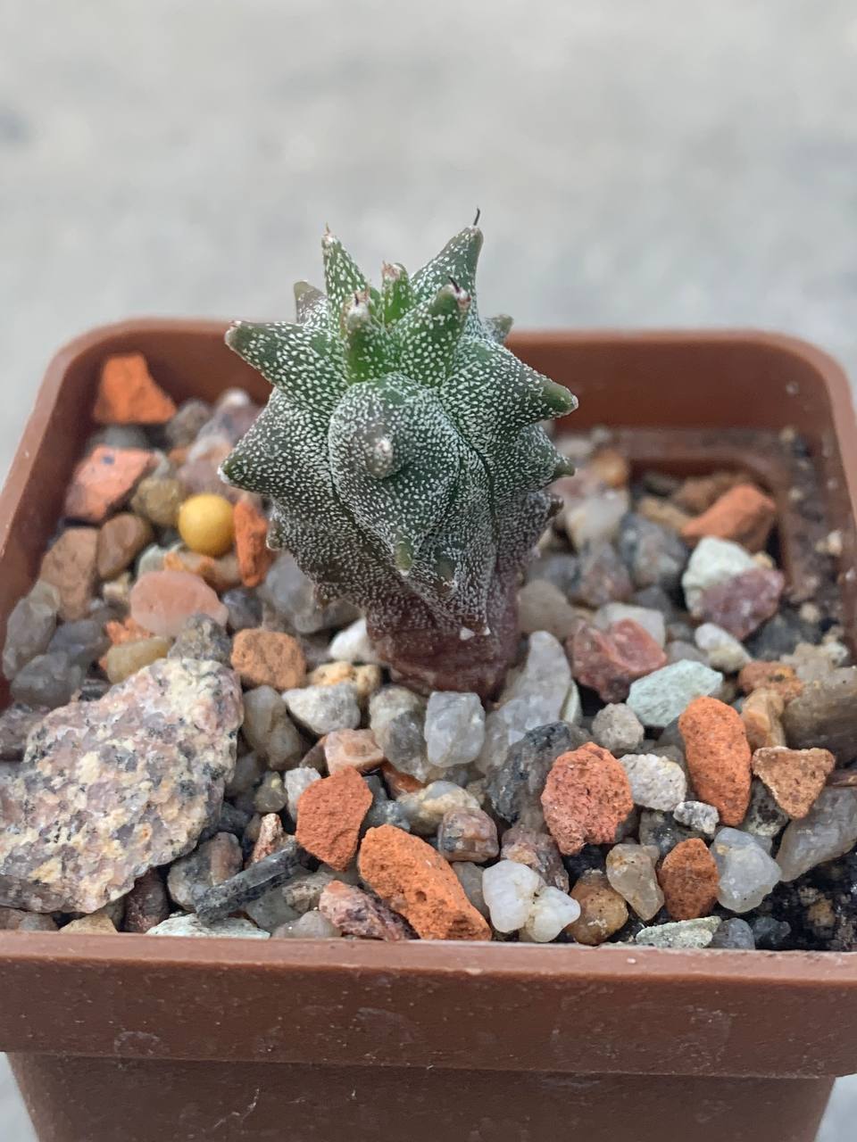 Astrophytum myriostigma *Kikko*