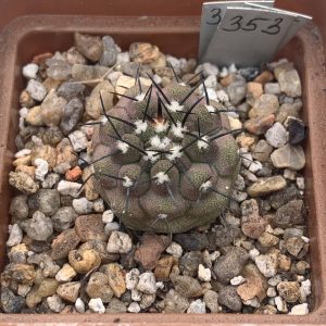 Copiapoa cinerea