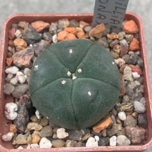 Lophophora williamsii (La cordona)