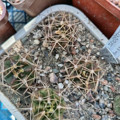 Gymnocalyciun anisitsii - v.pseudomalacocarpus VOS 051