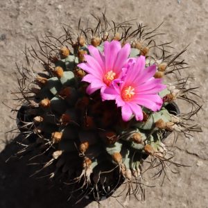 Turbinicarpus alonsoi