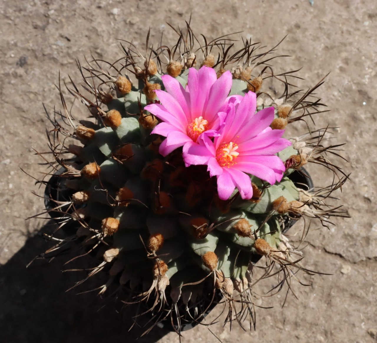 Turbinicarpus alonsoi