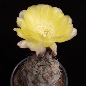 Acanthocalycium glaucum
