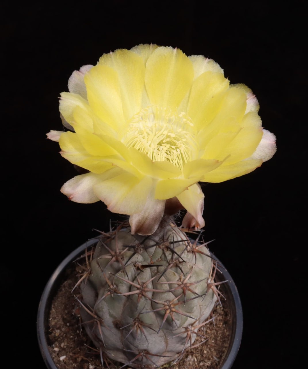 Acanthocalycium glaucum