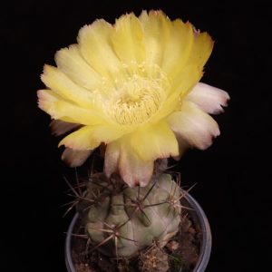 Acanthocalycium glaucum