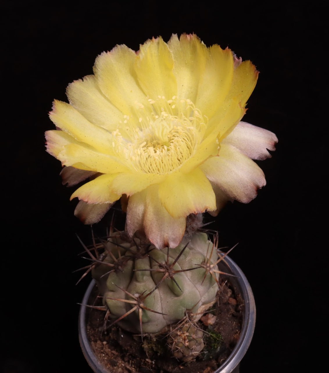Acanthocalycium glaucum