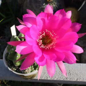 Echinopsis gibrid