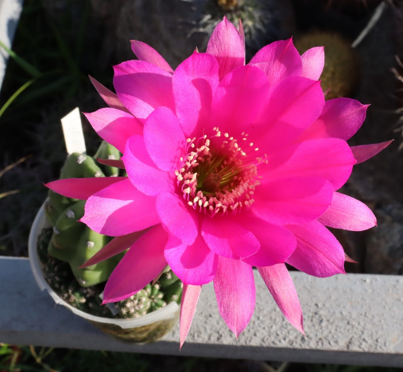 Echinopsis gibrid