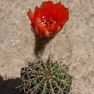 Gibrid Echinopsis x Lobivia