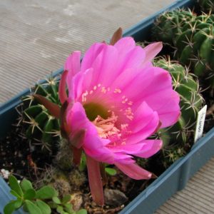 Pseudolobivia lilacina