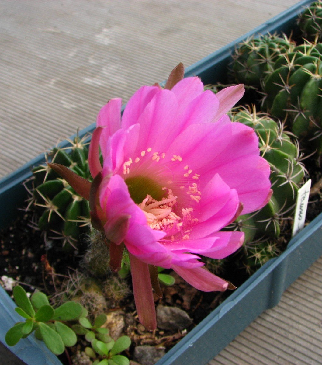 Pseudolobivia lilacina