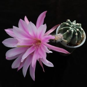 Echinopsis gibrid
