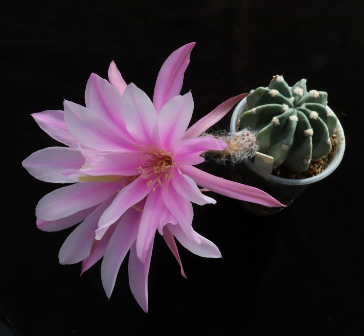 Echinopsis gibrid