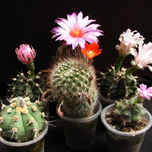 Сет із 6 різноманітних кактусів 🌵