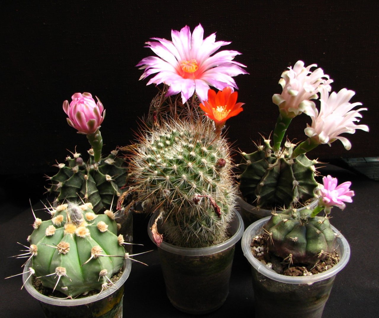 Сет із 6 різноманітних кактусів 🌵