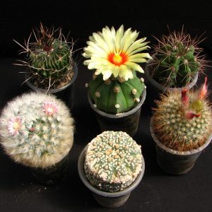 Сет із 6 різноманітних кактусів 🌵