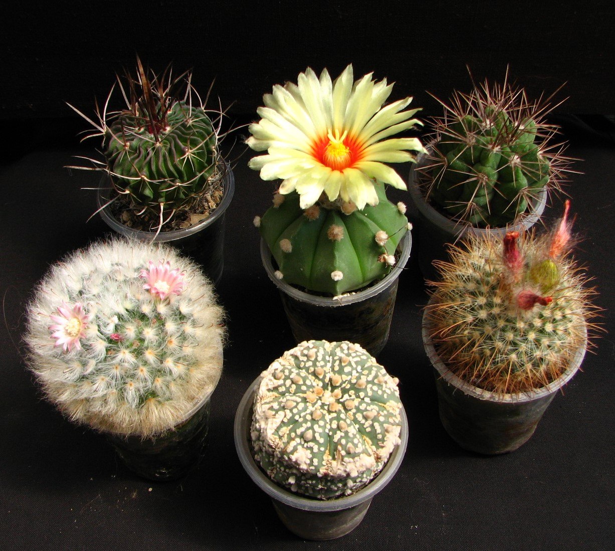 Сет із 6 різноманітних кактусів 🌵