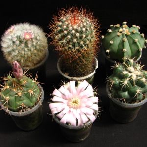 Сет із 6 різноманітних кактусів 🌵