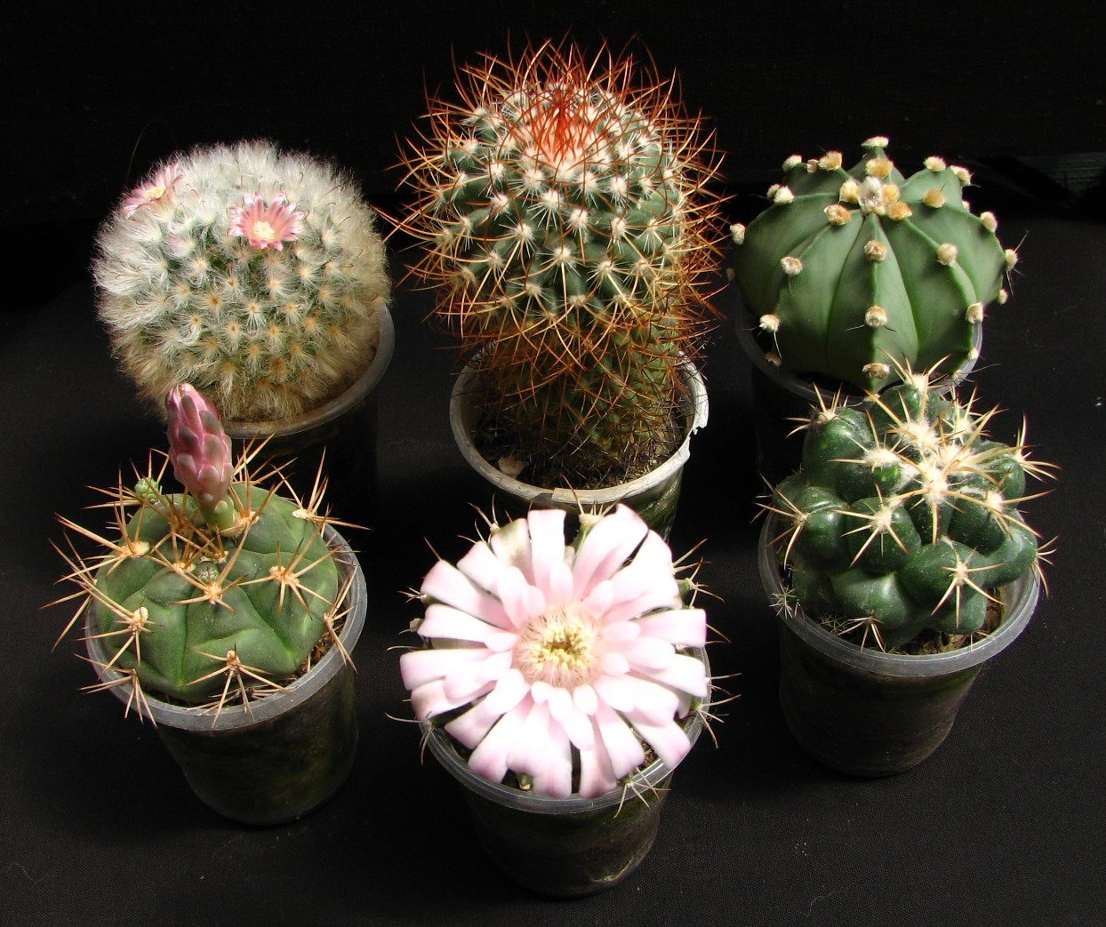 Сет із 6 різноманітних кактусів 🌵