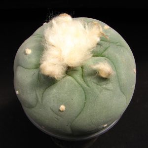 Lophophora echinata diffusa