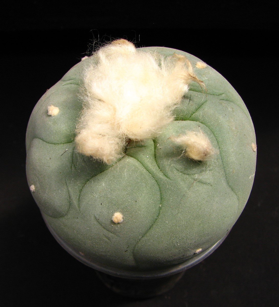 Lophophora echinata diffusa