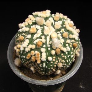 Astrophytum hanazono