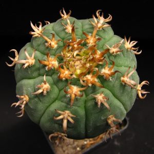Gymnocalycium spegazzinii unguispinum