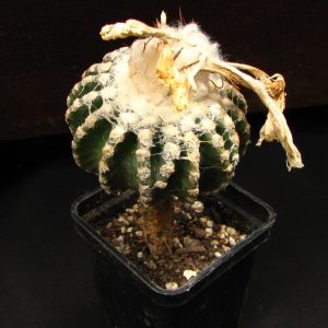 Discocactus horstii