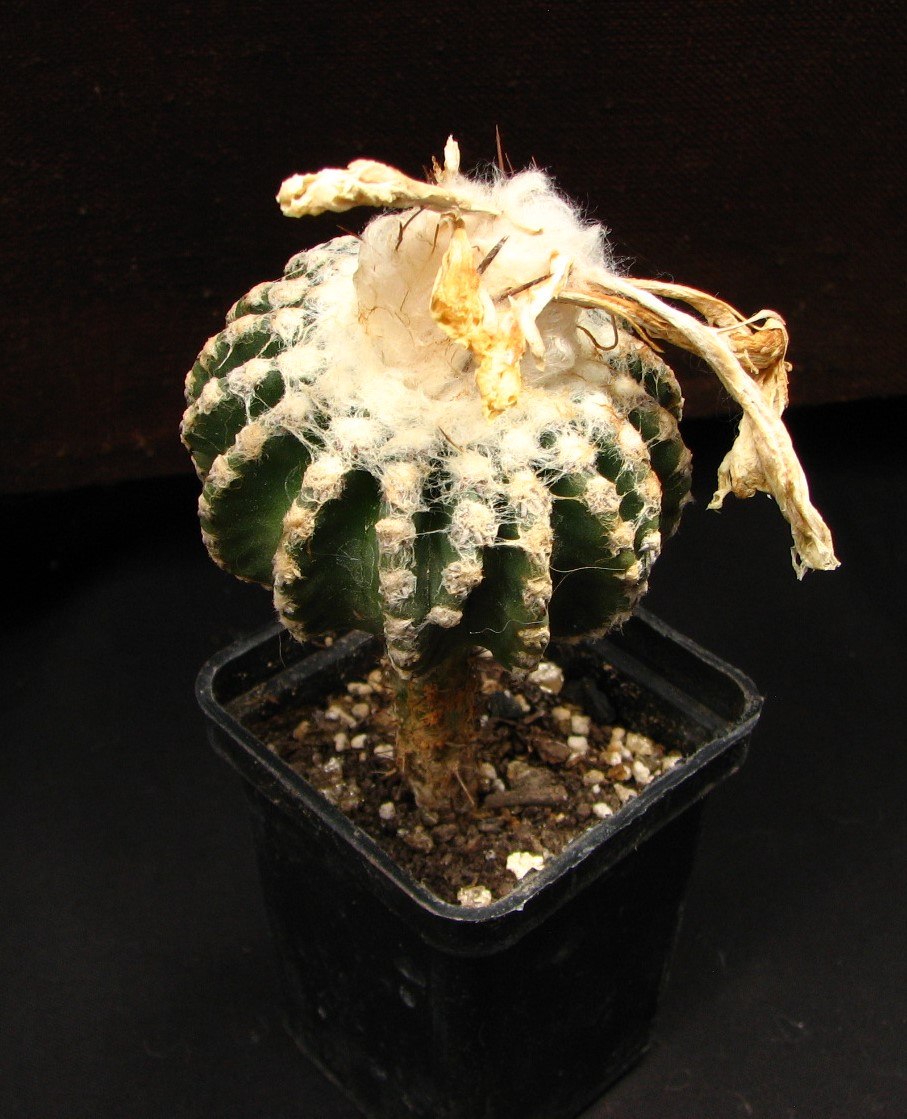 Discocactus horstii