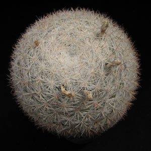 Mammillaria candida