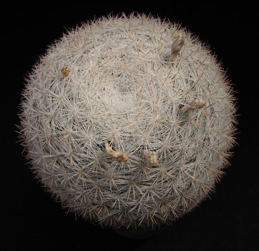 Mammillaria candida