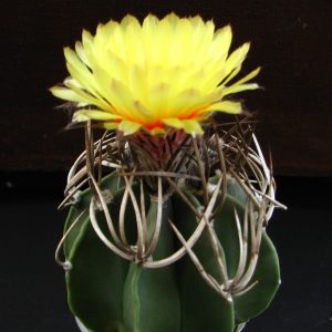 Astrophytum senile ferox