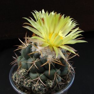 Coryphantha  andreae