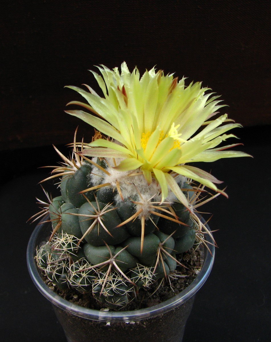 Coryphantha  andreae