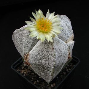 Astrophytum myriostigma