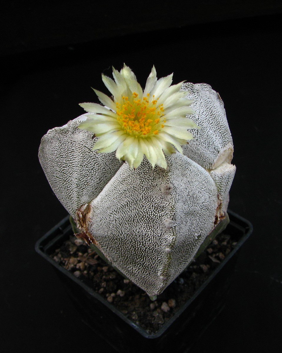 Astrophytum myriostigma